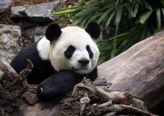 https://www.chinanews.app/uploads/allimg/200513/1_05130T00R925.jpg