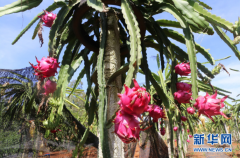 https://www.chinanews.app/uploads/allimg/210122/1_01220T63615b.png