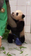 https://www.chinanews.app/uploads/allimg/210126/1_01260TQ935L.gif