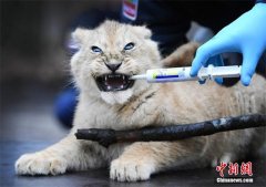 https://www.chinanews.app/uploads/allimg/210205/1-2102050R50L92-lp.jpg