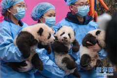 https://www.chinanews.app/uploads/allimg/210207/1-21020FT400612-lp.jpg