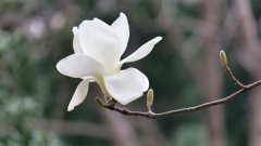 感悟清明 
